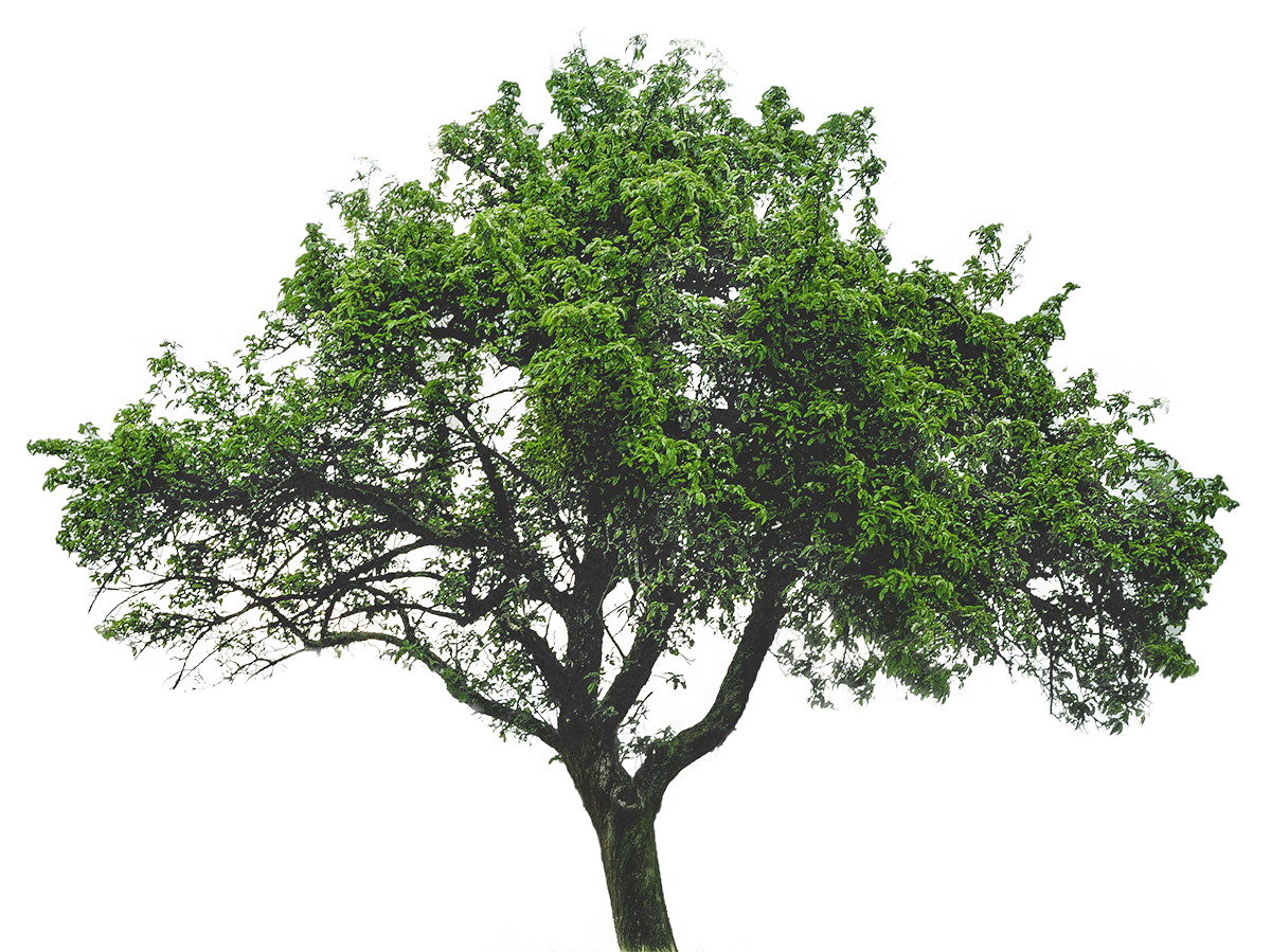Green Tree Image Free PNG in .PNG Format - TemplatePocket