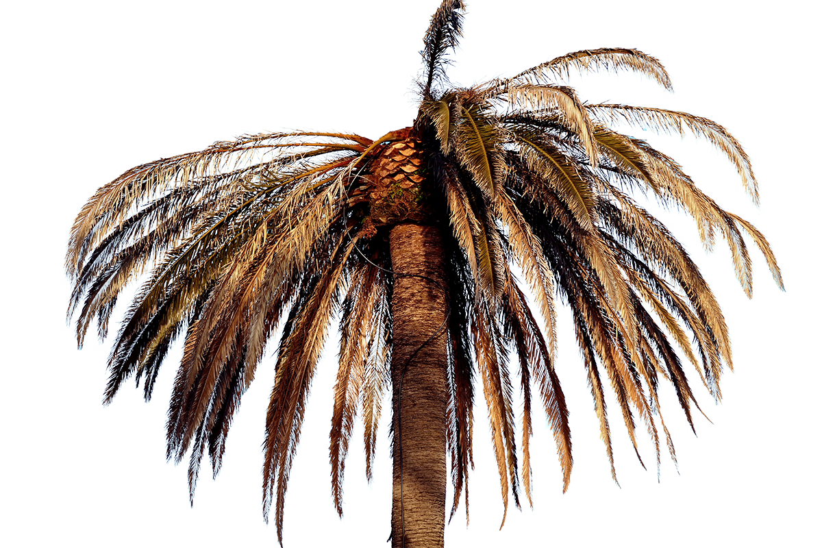Palm Tree on Beach Free PNG in .PNG Format - TemplatePocket