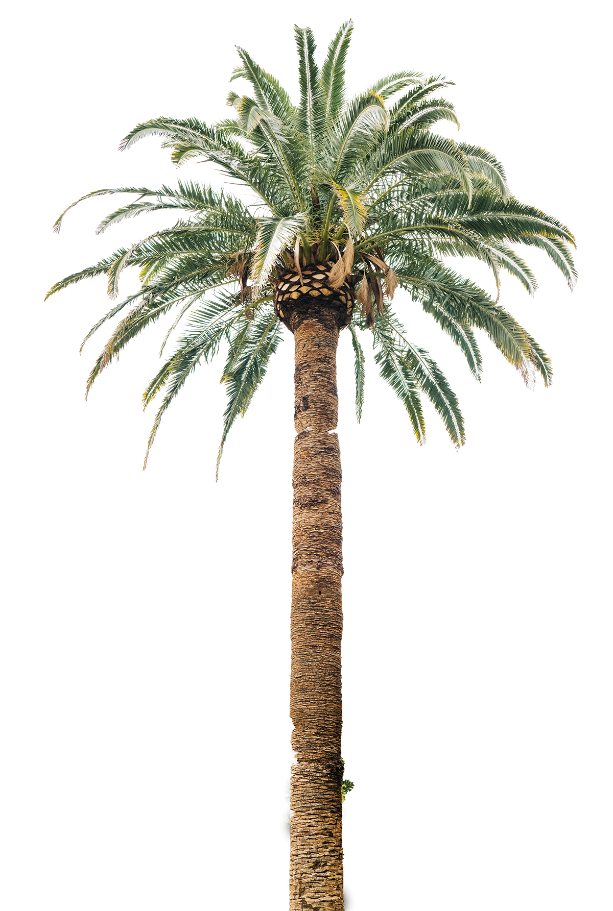 palm tree png